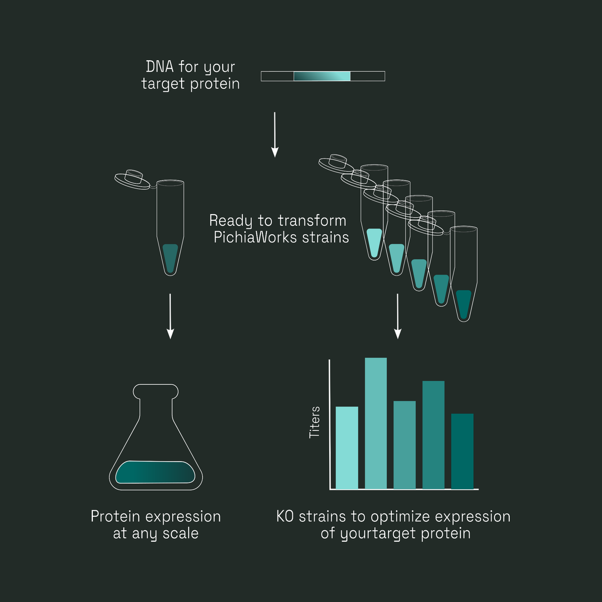 PichiaWorks Protein Expression