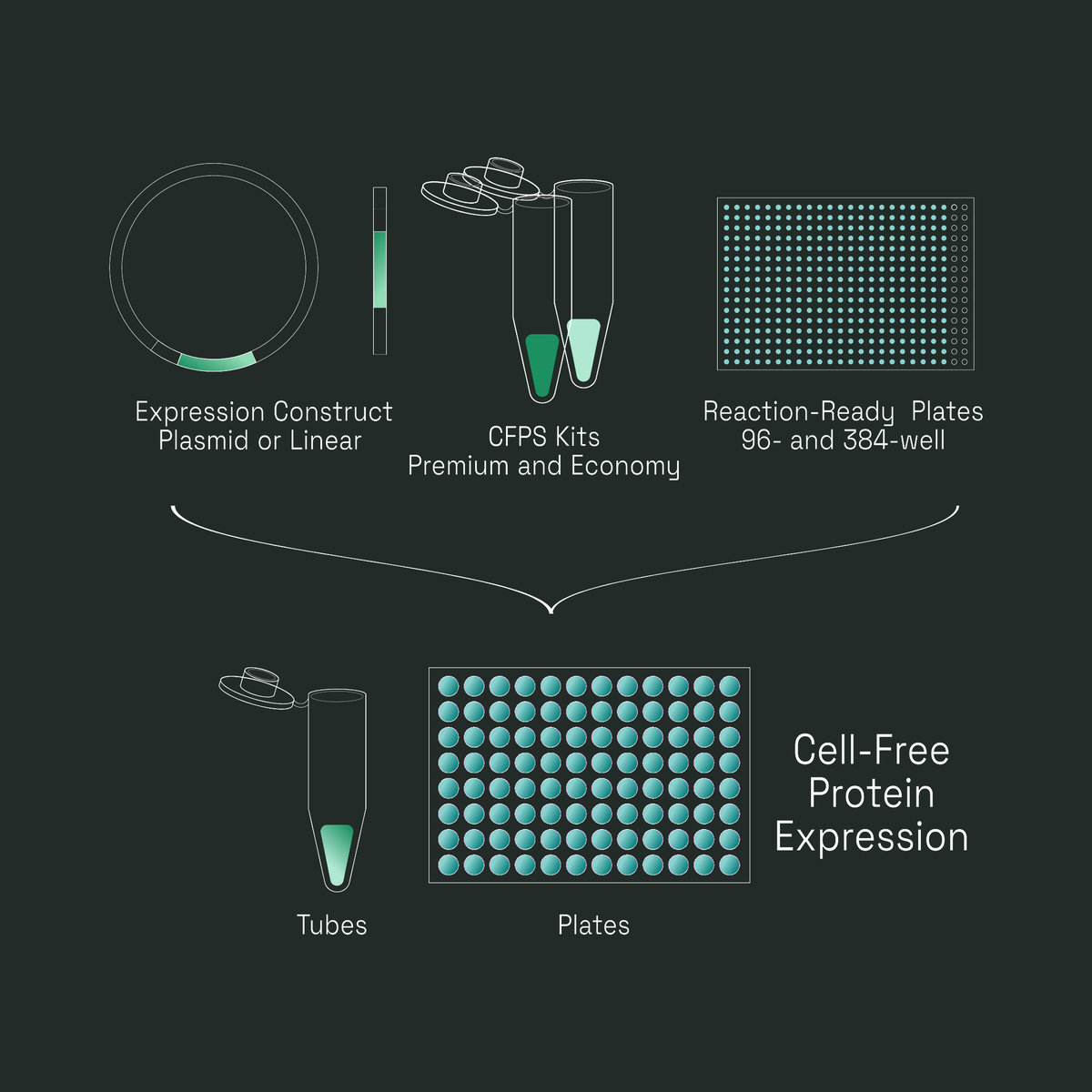 Cell Free Protein Synthesis