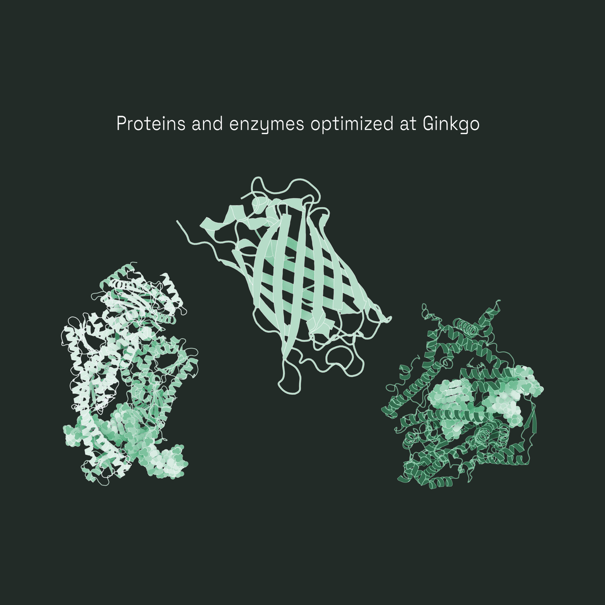 Proteins and Enzymes