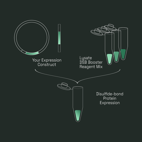 Workflow diagram: your expression construct plus lysate and DSB Booster reagent mix combine in a single tube for disulfide-bond protein expression.