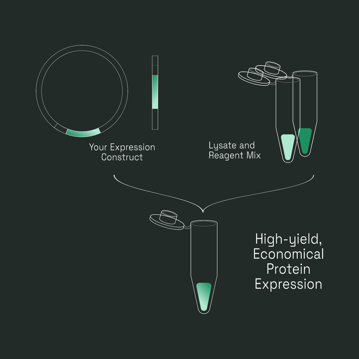 Workflow diagram: your expression construct plus CFPS Economy lysate and reagent mix combine in a single tube for high-yield, economical protein expression.