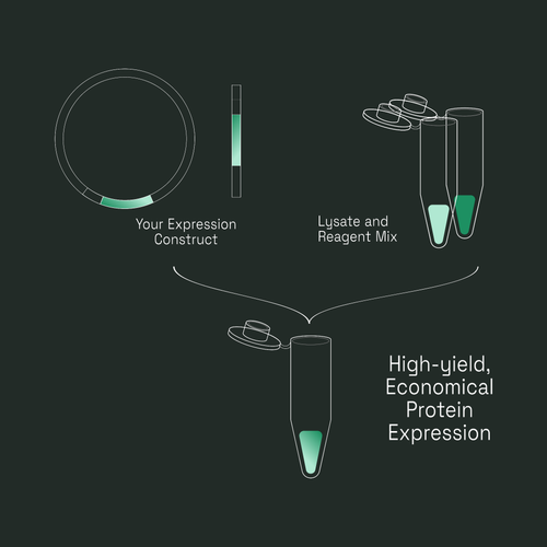 Workflow diagram: your expression construct plus CFPS Economy lysate and reagent mix combine in a single tube for high-yield, economical protein expression.