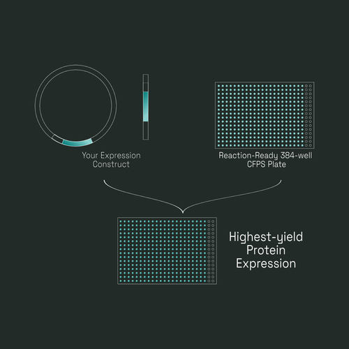 Workflow diagram: your expression construct added to a Reaction-Ready 384-well CFPS plate for highest-yield protein expression.