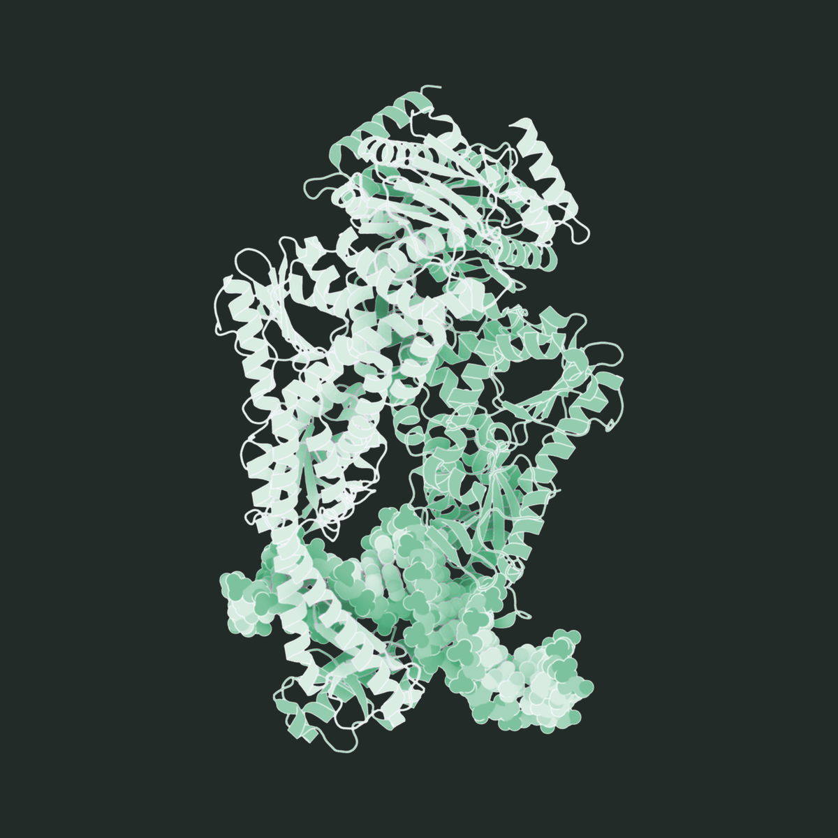 Three-dimensional molecular structure model of the DNA mismatch repair protein mutS.