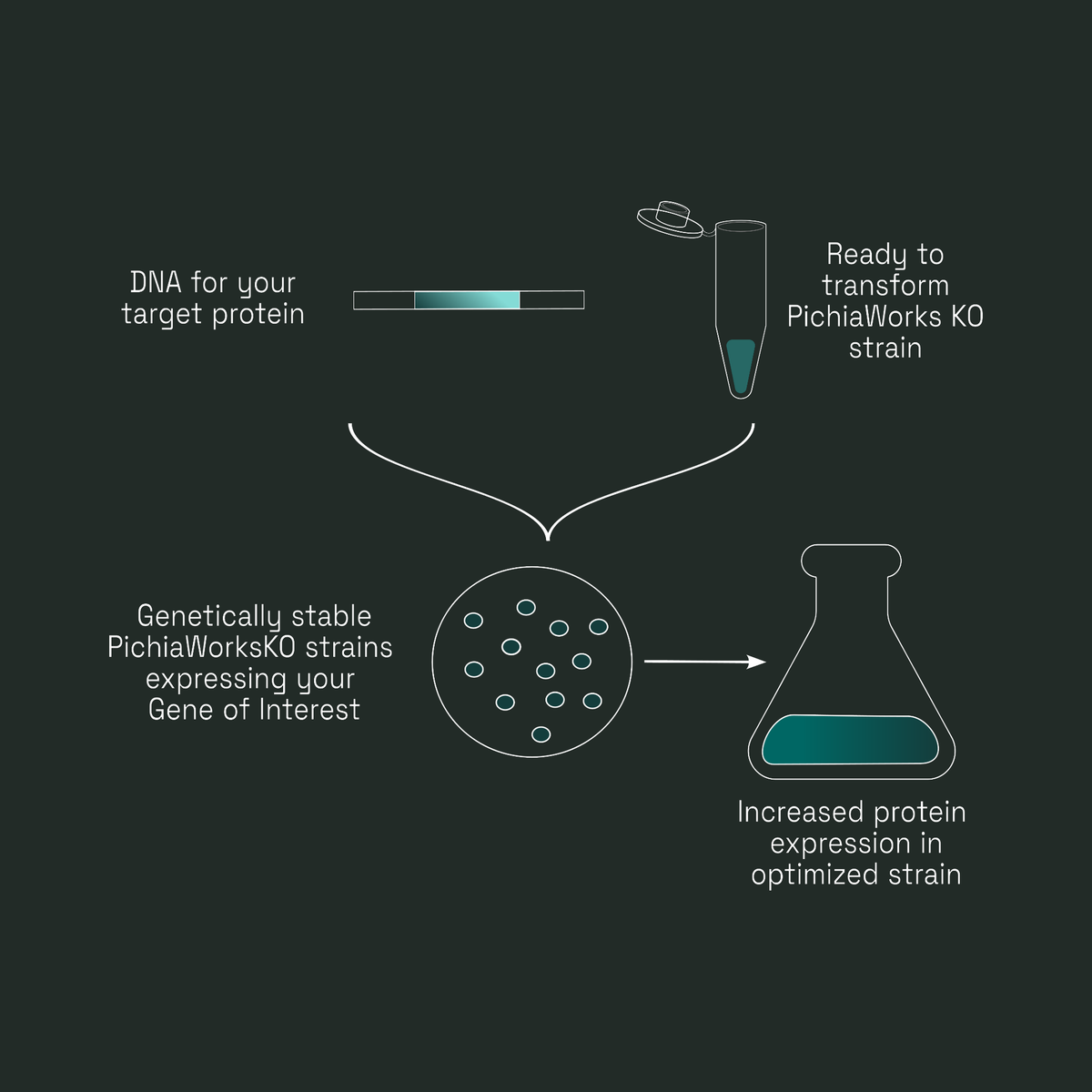 Workflow diagram: DNA for your target protein transforms a PichiaWorks KO strain, giving genetically stable cells with increased protein expression.