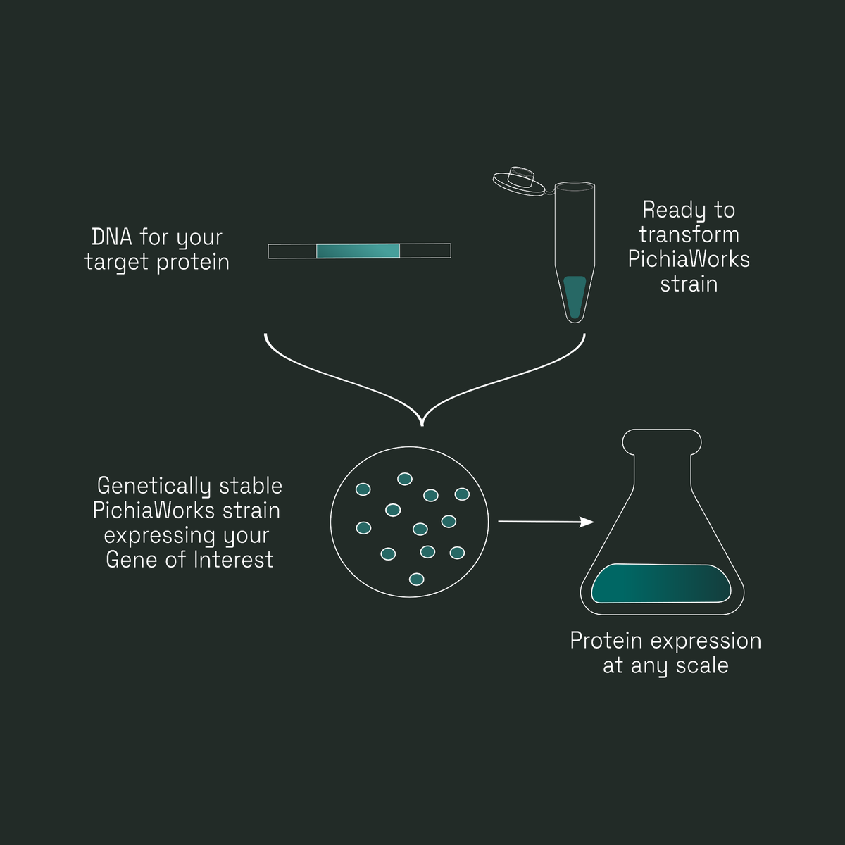 Workflow diagram: DNA for your target protein transforms a PichiaWorks strain, producing a genetically stable line for protein expression at any scale.