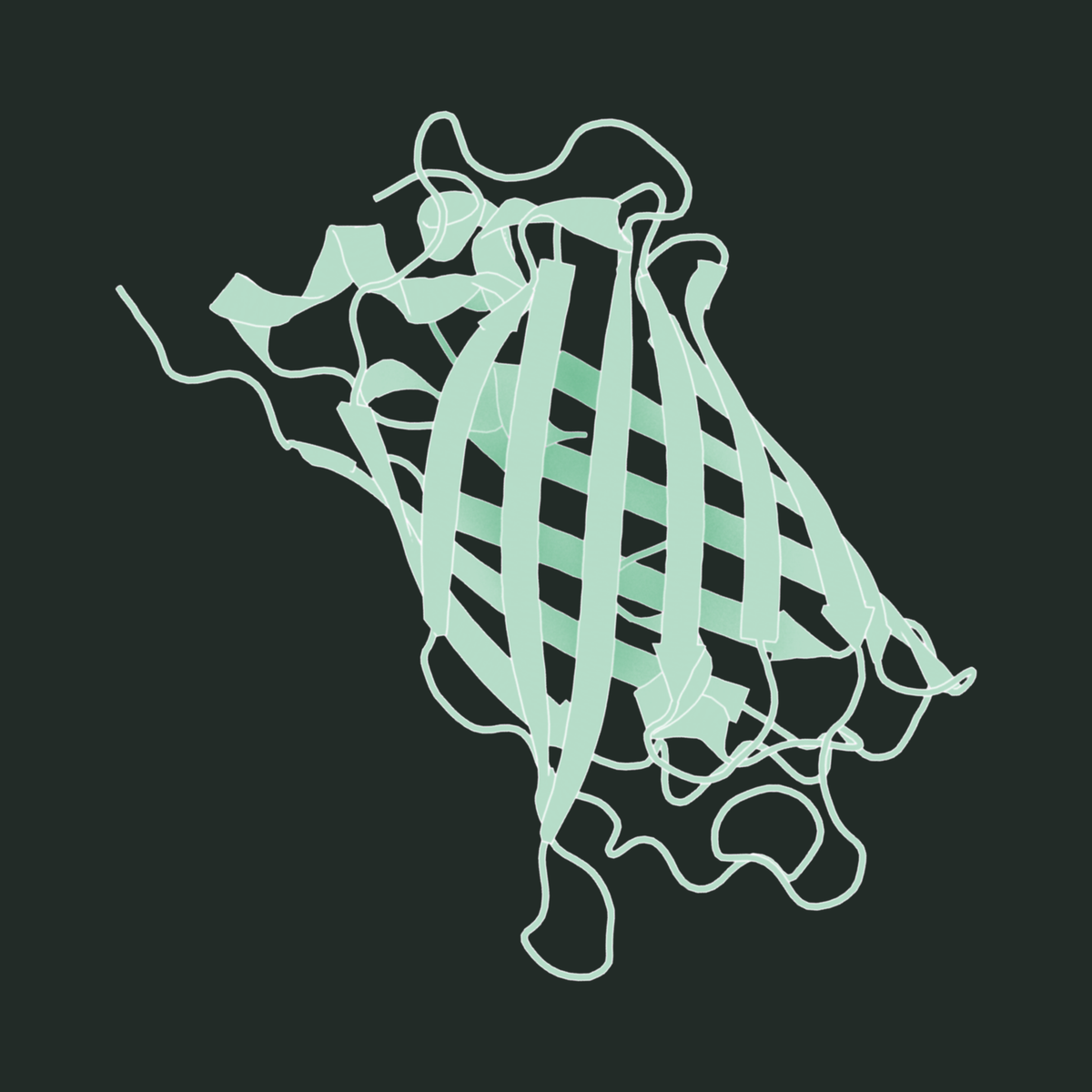 Three-dimensional ribbon structure of superfolder GFP (sfGFP), showing its characteristic beta-barrel fold.
