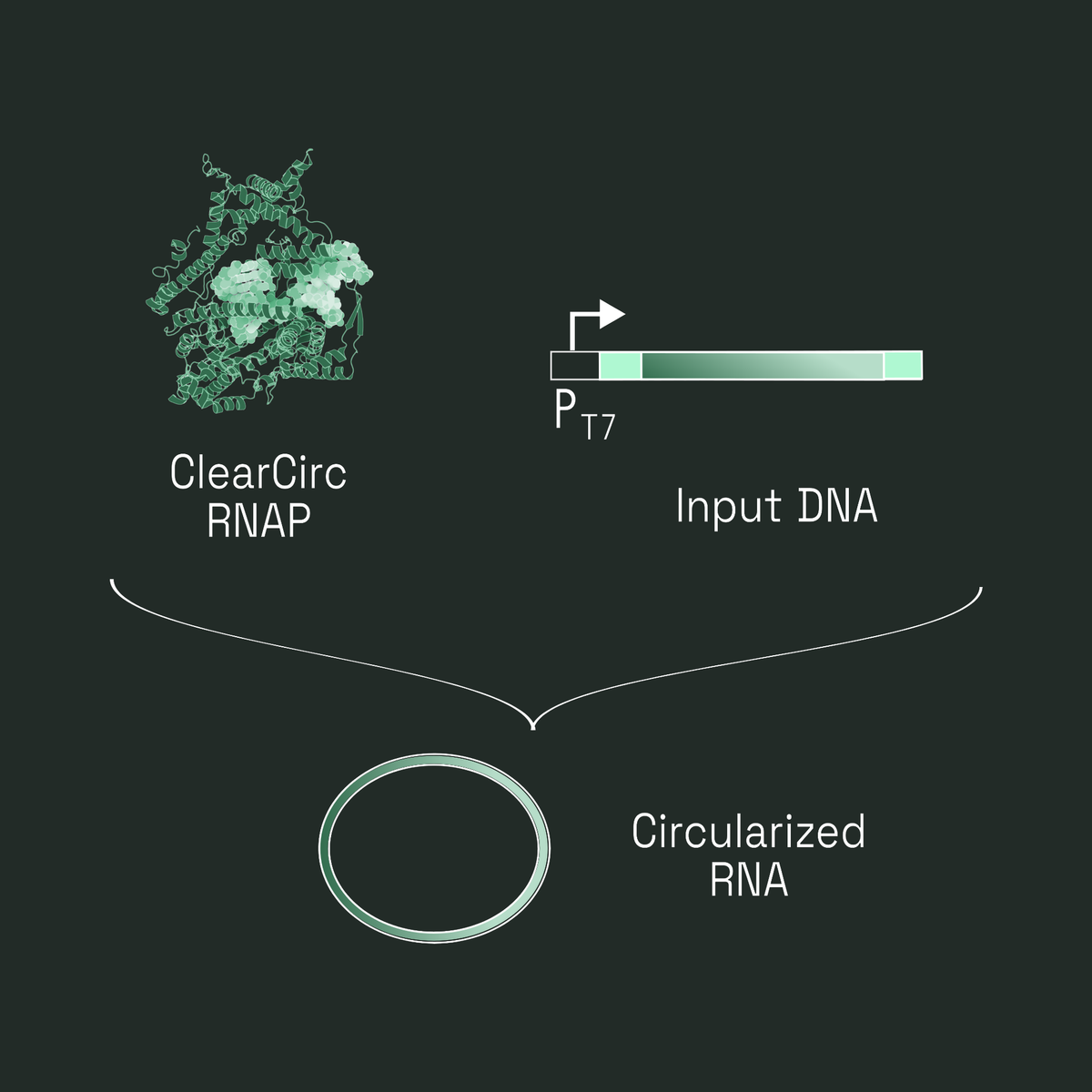 Workflow diagram: T7 ClearCirc RNA polymerase transcribes input DNA from a T7 promoter and produces circularized RNA.
